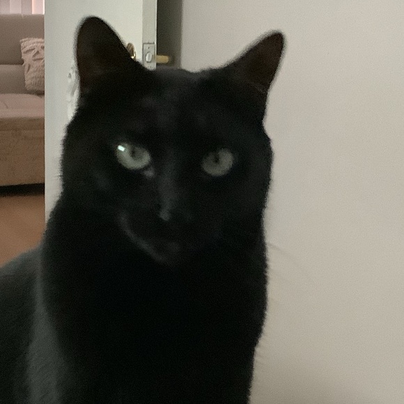 Meet your Posher, Romy - Picture 1 of 1